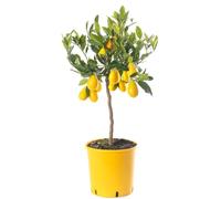 Grand arbre d'agrumes Limequat : cultivez vos propres fruits chez vous, à l'intérieur ou à l'extérieur de votre jardin.