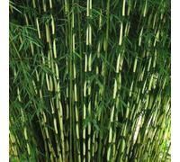 Grand bambou de haie - Fargesia robusta 'Pingwu' - 60- 80 cm en conteneur