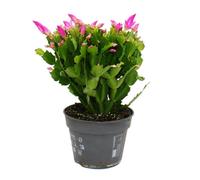 Grand cactus de Noël - Schlumbergera - XXL - pot 17cm - hauteur 25-35cm environ - fleurs roses - rose vif