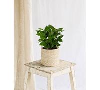 Grand caféier arabica