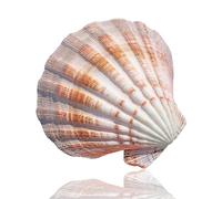 Grand coquillage naturel Conch Shells, 12 à 15 cm de grandes coquilles Saint-Jacques colorées for décoration de mariage, fête à thème sur la plage, décoration de la maison, aménagement paysager d'aqua