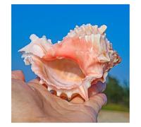 Grand coquillage naturel Conch Shells, 6 ~ 7 cm, coquillages de conque de l'océan 6-9 cm, parfaits for la décoration de mariage, les fêtes à thème sur la plage et les aquariums (1 pièce)(8~9cm)