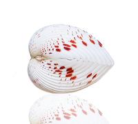 Grand coquillage naturel de la plage de la mer, 1 coquillage naturel rare et véritable de 3 à 4 cm, décoration marine for aquarium, coquillage, décoration for la maison, cadeaux