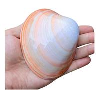 Grand coquillage naturel de la plage de la mer, 1 gros coquillage de 10 à 11 cm, coquillages naturels de grande taille provenant de la mer, de la plage, for l'artisanat, for les aquariums et les colle