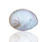 Grand coquillage naturel de la plage de la mer, 1 pièce de 13 à 15 cm de coquillage d'ormeau blanc australien, coquillages naturels rares et véritables, conque, aquarium, décoration marine, bricolage