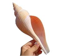 Grand coquillage naturel de la plage de la mer, Coquillage long parfumé 26-28 cm Grand coquillage naturellement beau coquillage décoratif for œuvre d'art mariage, 28 cm(28cm)