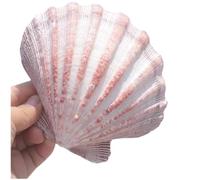 Grand coquillage naturel de la plage de la mer, Coquillages bivalves 5-7 cm for décoration de mariage, fête à thème sur la plage, décorations for la maison, bricolage (la coquille ne peut pas être ouv