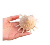 Grand coquillage naturel de la plage de la mer, Coquillages Conque Naturel 8-11Cm for Décoration de Mariage Fête à Thème de Plage, Décorations for la Maison, Bricolage, Aquarium et Collecteurs de Coqu