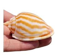 Grand coquillage naturel de la plage de la mer, Coquillages de mer naturels de 5 à 7 cm, grands escargots de pastèque for bricolage, décoration de mariage, fête à thème sur la plage