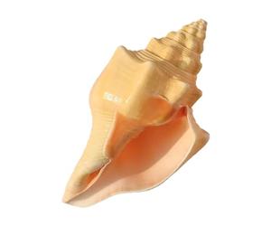 Grand coquillage naturel de la plage de la mer, Coquillages Grande conque naturelle for décoration et bricolage(18~19cm)