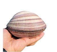 Grand coquillage naturel de la plage de la mer, Coquillages, grands coquillages naturels de 9 à 11 cm for décoration de mariage, fête à thème sur la plage, décorations for la maison, bricolage (la coq