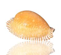 Grand coquillage naturel de la plage de la mer, Coquillages Vénus Conque Conque Naturel for Ornement d'aquarium Bricolage Artisanat Collectionneur Mariage Plage Thème Fête Décor Cadeau d'Anniversaire(