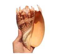 Grand coquillage naturel de la plage de la mer, Énorme conque océanique 14-23 cm, coquillages géants parfaits for la décoration de mariage, fête sur la plage, décorations for la maison (1 pièce)(17/18