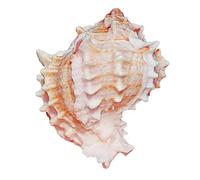 Grand coquillage naturel de la plage de la mer, Énormes coquillages géants de conque océanique, parfaits for la décoration de mariage, les fêtes sur le thème de la plage, les décorations for la maison