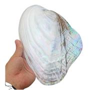 Grand coquillage naturel de la plage de la mer, Grandes coquilles de mer naturelles 18 à 20 cm Grande coquille d'huître perlière for décoration de mariage, fête à thème de plage, décorations for la ma