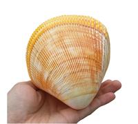 Grand coquillage naturel de la plage de la mer, Grands coquillages naturels, conques de l'océan 11-12 cm, coquillages géants parfaits for la décoration de mariage, la décoration de la maison, l'aquari