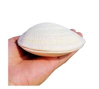 Grand coquillage naturel de la plage de la mer, Grands coquillages naturels de 9 à 11 cm for décoration de mariage, fête sur le thème de la plage, décorations for la maison, bricolage (les coquillages