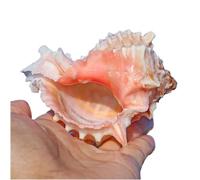 Grand coquillage naturel de la plage de la mer, Grands coquillages naturels rares, coquillages de conque de l'océan de 6 à 9 cm, parfaits for la décoration de mariage, les fêtes à thème sur la plage e