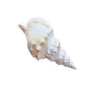 Grand Escargot Naturel De 21cm, Décoration De Table, Maison, Musée, Vente En Gros, Aménagement Paysager Marin, Modèle Orna X1u1