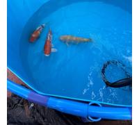 Grand étang rond avec revêtement en PVC flexible - Aquarium durable pour koï et poissons rouges Solution idéale pour le jardin d'eau en plein air