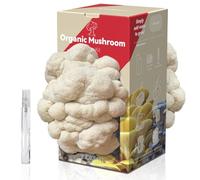 Grand kit de culture de champignons crinière de lion bio double face, comestible de 1,8 kg, sans OGM, champignons à la maison, jardinage intérieur, cadeau d'anniversaire, cadeau de vacances