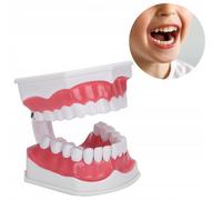 GRAND MODÈLE DE DENTS HUMAINES AVEC BROSSE À DENTS