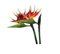 Grand oiseau de paradis Lot de 2 fleurs permanentes de 81,3 cm - Résistante aux UV - Ne se décolore pas - Fabriquée en caoutchouc souple PU - Plantes artificielles pour la maison et le bureau (orange