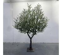 Grand Olivier Artificiel - Idéal comme pièce maîtresse dans Un Salon, Une réception ou Un Jardin - Ne se fane jamais, ne nécessite Pas d'arrosage et est indépendant de la lumière du Soleil(2m*2m)