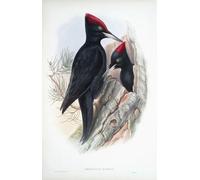 Grand pic noir. Dryocopus martius. Après une œuvre de l'ornithologue anglais et artiste d'oiseaux John Gould 1804 - 1881. Extrait de son livre The Birds of Great Britain publié 1873. Poster imprimé