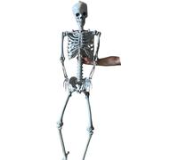 Grand squelette RESTEQ 180 cm Modèle anatomique humain, détails précis