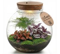 Grand terrarium pour plantes, Ø 30 cm - Écosystème fermé