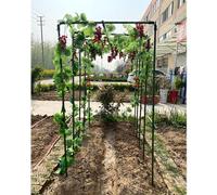 Grand treillis en métal pour plantes grimpantes, piquets de support de jardin pour raisins, concombres, pois et vignes, cadre de plantes d'extérieur à faire soi-même (120 x 210 x 210 cm)
