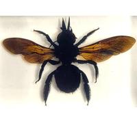 Grande abeille en bambou véritable de 59 mm avec ailes ouvertes en résine de lucite transparente - Pour la collection, la biologie, la science, l'éducation - Décoration de bureau - Accessoire