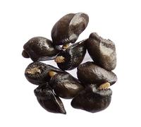 Grande Consoude - 20 graines - Symphytum Officinale (Engrais Vert) - SEM05