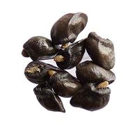 Grande Consoude 30 - Symphytum Officinale (Engrais Vert) - SEM05