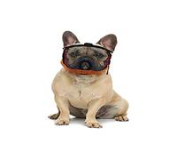 Grande Finale Muselière brachycéphale pour Chien à Face Plate/Bouche Courte Bulldog, Carlin, Boxer,Shih Tzu, Pékinois. M Tour de tête: 47-56cm