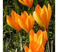 Grande fiorito giallo' fioritura primaverile pacchetto giallo Crocus Bulbi di 30