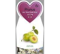 Grande renoncule verte Prunus domestica 'Reine Claude Verte' env. 120 cm - rareté de prune sucrée en pot