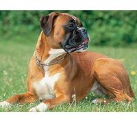 Grande Taille 5D Diy Peinture En Diamant Chien Boxer Mignon Sur L'Herbe Plein Broderie Strass Point De Croix Arts Craft Pour La Décoration Murale De La Maison(Square Diamond 19.7 * 27.5Inch)