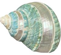 Grandes coquilles de conque de mer naturelles, coquilles Saint-Jacques côtières, 1 pièce de 9 à 10 cm, coquillages for aquarium de bernard-l'ermite, décoration de mariage, fête à thème sur la plage, d