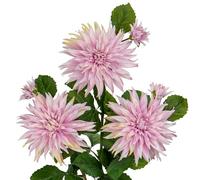 Grandes fleurs de dahlia artificielles de 19,1 cm avec longues tiges, 3 fleurs artificielles roses et 3 faux bourgeons décoratifs, arrangements floraux pour décoration d'intérieur, salon, cuisine,