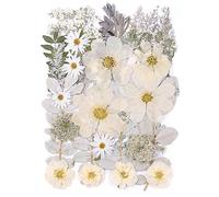 Grandes fleurs pressées blanches d'hiver séchées en vrac de 30,5 cm pour loisirs créatifs, véritables feuilles de fleurs naturelles sèches pour moule en résine, fabrication de bijoux, cadre en verre