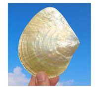 Grands Coquillages Marins, Coquillage Naturel, 1 pièce de 9 à 10 cm de Large, Coquillage Naturel Rare et véritable, décoration Marine for Aquarium, fête, Maison(10cm)
