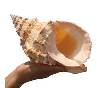LOJAX Grands Coquillages naturels Uniques pour la décoration de Mariage, la décoration de la Maison, Les soirées à thème sur la Plage et Le Bricolage
