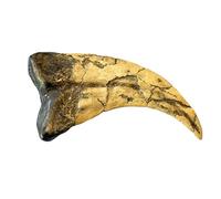 Grant Field Specimens Réplique de fossile de Dinosaure Utahraptor Taille réelle