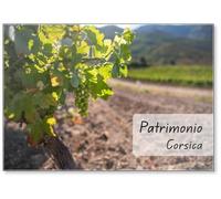 Grapes Starting to Ripen, on Plants in The Vineyards of Patrimonio Célèbre zone de production de vin dans le nord de la Corse., Aimant de réfrigérateur