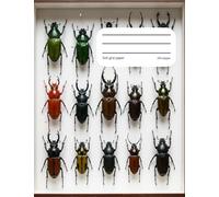 Graph Composition Book Beetles: Unleash Your Creativity with 200 Pages of 5x5 Grid Paper for Sketching, Planning, and Dreaming