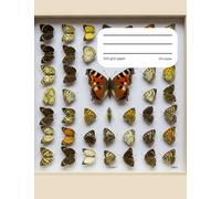 Graph Composition Book Butterflies: Unleash Your Creativity with 200 Pages of 5x5 Grid Paper for Sketching, Planning, and Dreaming