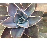 Graptopetalum paraguayense/Echeveria paraguayense/Ghost Pianta grassa