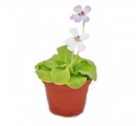 Grassette - Pinguicula - variété surprise - pot 9cm